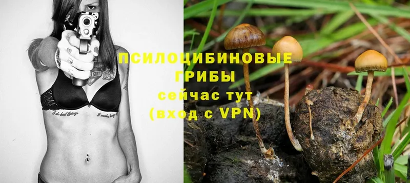 хочу наркоту  дарк нет как зайти  Псилоцибиновые грибы MAGIC MUSHROOMS  Ялта 